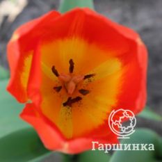 Американ Дрим-4