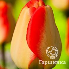 Американ Дрим-2