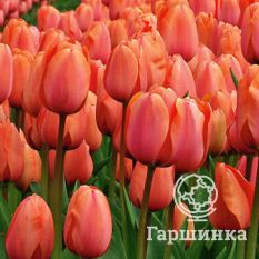 Априкот Импрешн-3