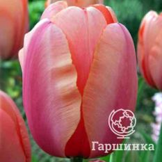 Априкот Импрешн-4