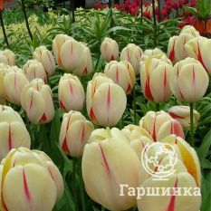  Бенинг Хат Дарвина -2