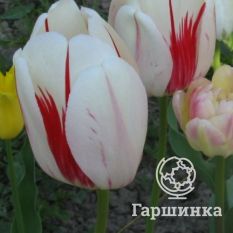  Бенинг Хат Дарвина -3