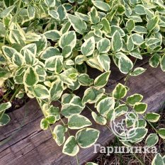 Барвинок большой Вариегата-4