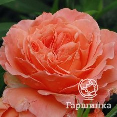 Бельведер-4