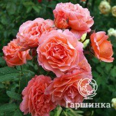 Бельведер-3