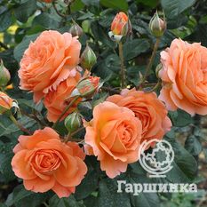 Бельведер-2