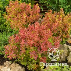 Оранж Рокет-4