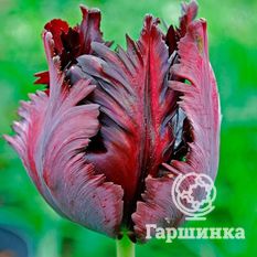 Тюльпан Блэк Пэррот-4