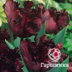 Тюльпан Блэк Пэррот-3