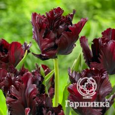 Тюльпан Блэк Пэррот-2
