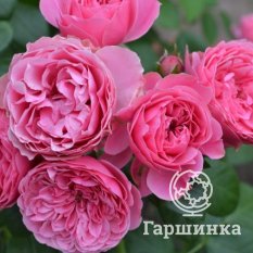 Роза Леонардо да Винчи-3