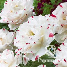 Тюльпан Дэнс Лайн-2