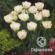 Тюльпан Дэнс Лайн-3