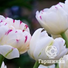 Тюльпан Дэнс Лайн-4