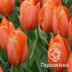 Дарвиоранж-4