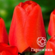 Дарвиоранж-2