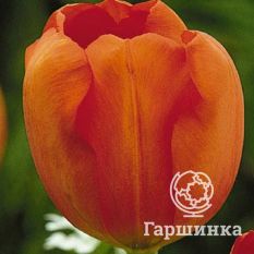 Дарвиоранж-3