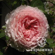 Роза Джеймс Гелвей-2