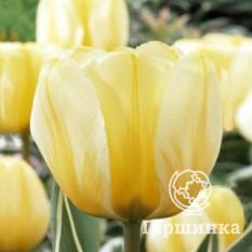 Джаап Грут-3