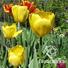 Джаап Грут-2