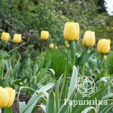 Джаап Грут-4