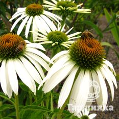 Белый Лебедь-4