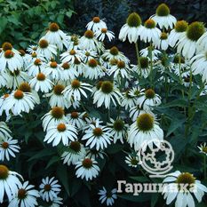 Белый Лебедь-3