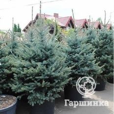 Ель колючая Kaibab-2