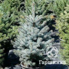 Ель колючая Kaibab-3