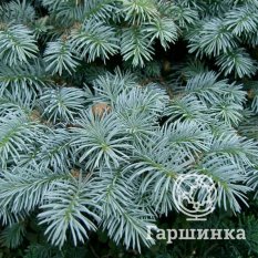 Ель колючая Kaibab-4