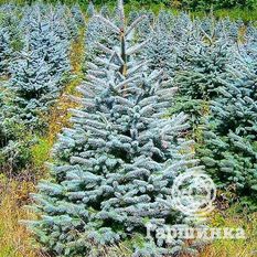 Ель колючая Мисти Блу-2