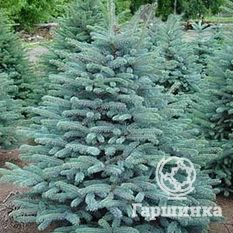 Ель колючая Мисти Блу-3