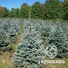Ель колючая Мисти Блу-4