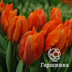 Тюльпан Эрмитаж-3