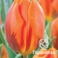 Тюльпан Эрмитаж-2