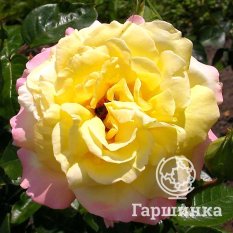 Роза Глория Дэй-3