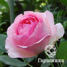 Ферст Леди-3