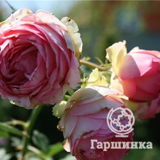 Ферст Леди-4