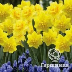 Голден Дукат-2