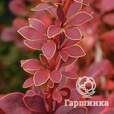 Голден ринг-4