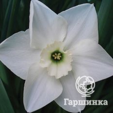 Грин Айд Лейди-2