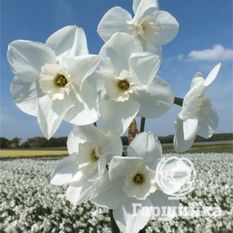 Грин Айд Лейди-4