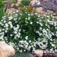 Абботсвуд-2