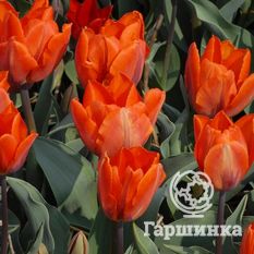 Тюльпан Эрмитаж-4