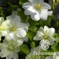 Джернси Крим-2