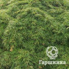 Эмеральд Лейс-4