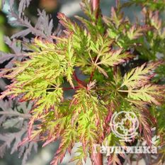 Эмеральд Лейс-3