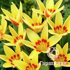 Тюльпан Корона-2