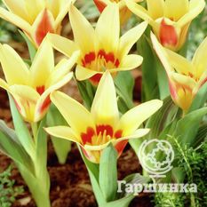 Тюльпан Корона-3