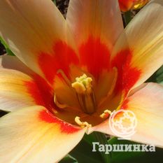 Тюльпан Корона-4